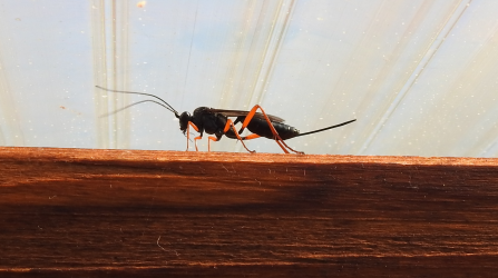 Parasitoid wasp - Claire Lewis