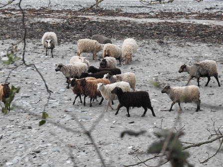 Shetlands on beach © Claire Lewis