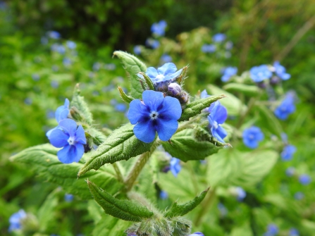 Green alkanet - Claire Lewis