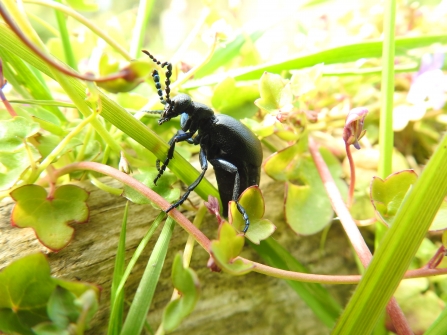 Oil beetle showing off antennae © Claire Lewis