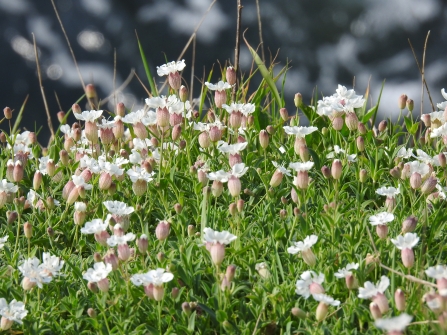 Sea Campion © Claire Lewis