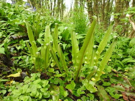 Hart's-tongue fern © Claire Lewis