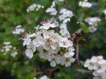 Hawthorn blossom - Claire Lewis