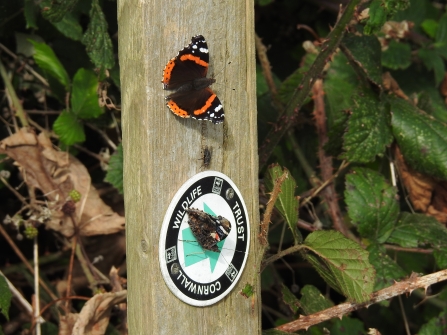 Red Admiral butterflies on way marker © Claire Lewis