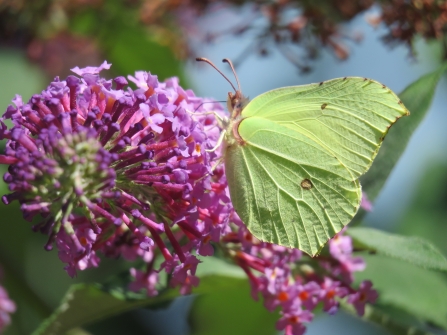 Brimstone butterfly from last summer by Claire Lewis © Claire Lewis