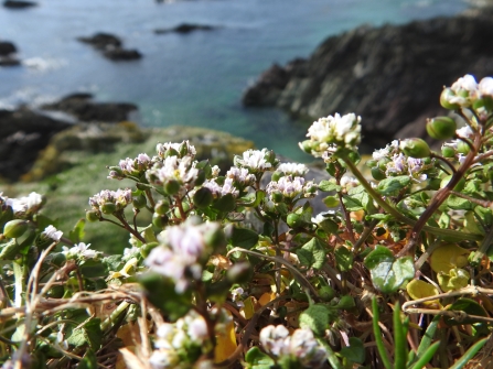 Scurvygrass – we have lots of it in flower at the moment © Claire Lewis