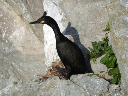 Shag shadow - Claire Lewis