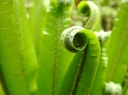 Unfurling fern leaf © Claire Lewis