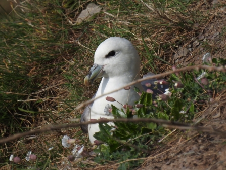 Fulmar - Claire Lewis