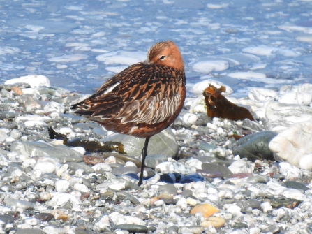 Godwit resting on the island © Claire Lewis