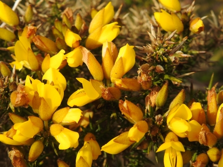 Gorse © Claire Lewis