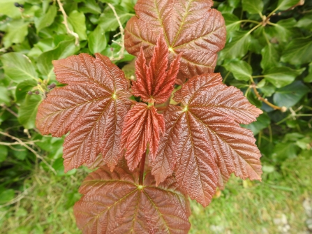 Opening Sycamore leaves © Claire Lewis