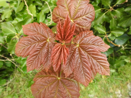 Opening Sycamore leaves © Claire Lewis