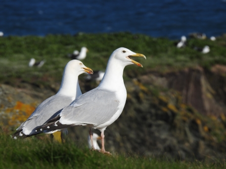 Calling herring gulls © Claire Lewis