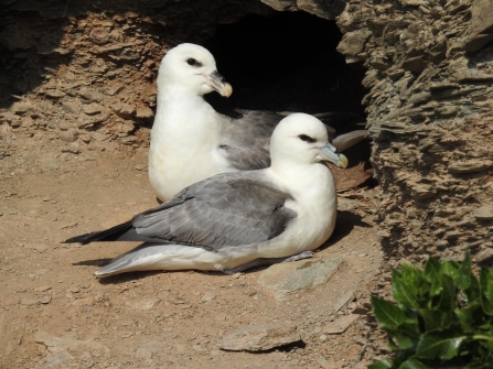 Fulmars at nest site - Claire Lewis