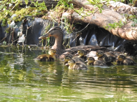 Mallard with ducklings on pond © Claire Lewis