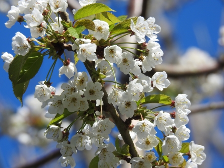 Wild Cherry blossom © Claire Lewis