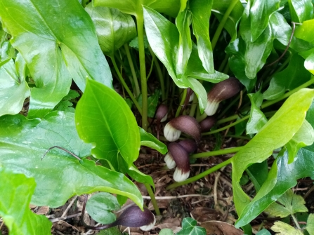 Arisarum probosidium (mouse tail plant) 