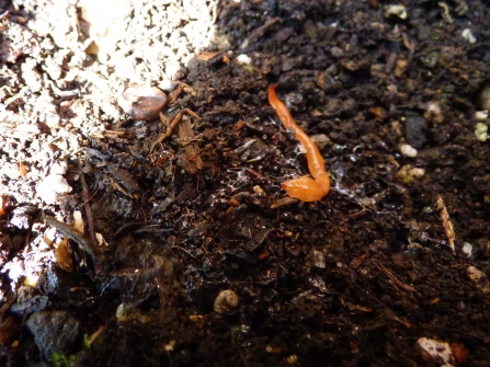 Australian flatworm © Rowena Millar