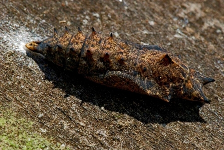 Chrysalis