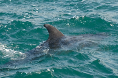 Bottlenose dolphin dorsal fin 