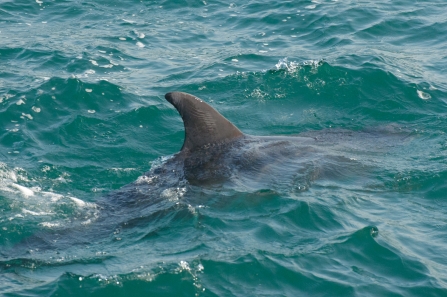 Bottlenose dolphin dorsal fin