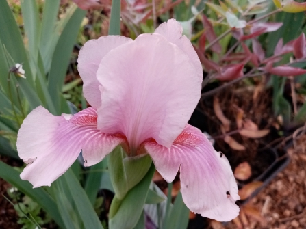 Iris germanica Raspberry Blush