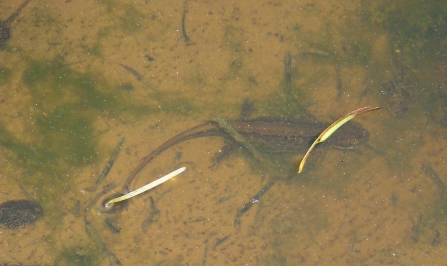 Newt in a puddle in woodland, east Cornwall