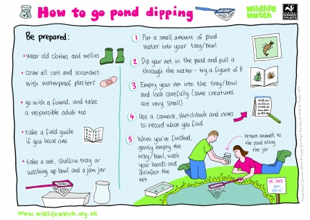 How do you go pond dipping