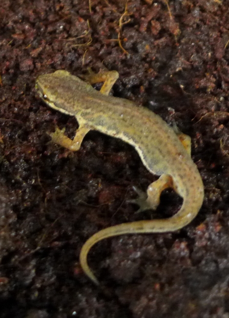 This newt was found upstairs in the pet snail's aquarium