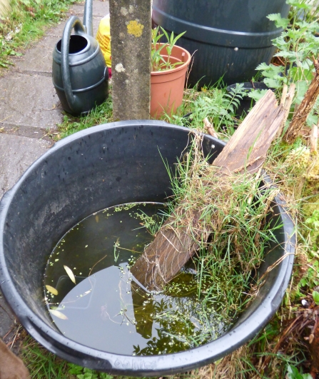 Tub of newts by greenhouse