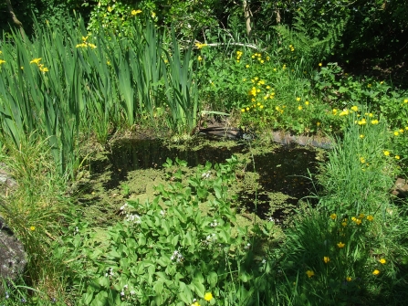 Wildlife pond in spring