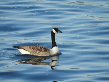 Canada Goose on sea