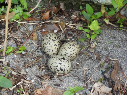 Oystercatcher nest by Claire Lewis