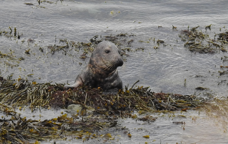 Grey Seal Hauling out by Claire Lewis