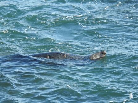 Grey seal logging by Claire Lewis