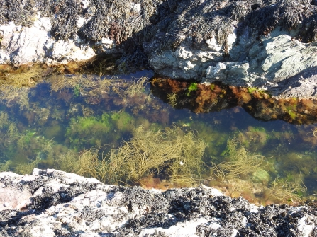 Rockpool by Claire Lewis