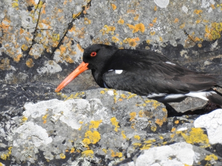 Oystercatcher by Claire Lewis