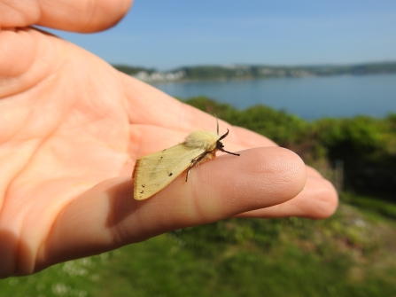 Buff Ermine moth by Claire Lewis