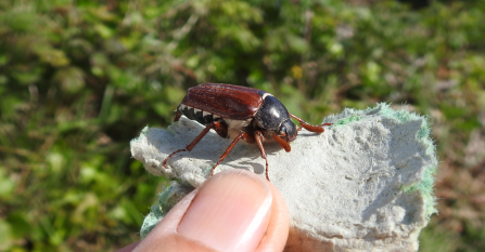 Cockchafer by Claire Lewis