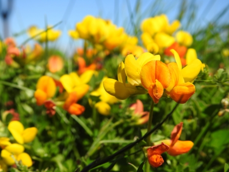 Bird's-foot trefoil by Claire Lewis