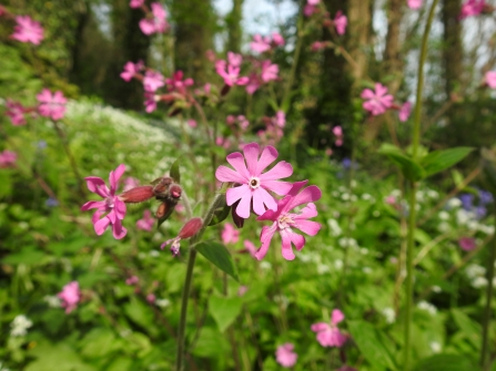 Red Campion by Claire Lewis