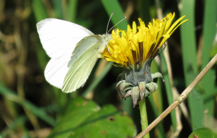 Small white on dandelion by Claire Lewis