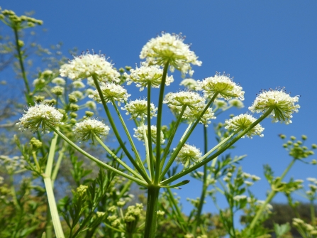 Wild Celery by Claire Lewis