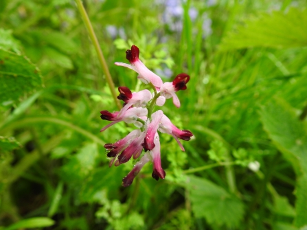 Fumitory