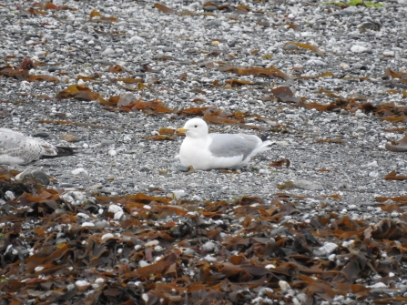 Is it a Caspian Gull by Claire Lewis