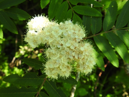Rowan blossom by Claire Lewis