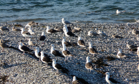 Great Black-backed Gulls on main beach by Claire Lewis