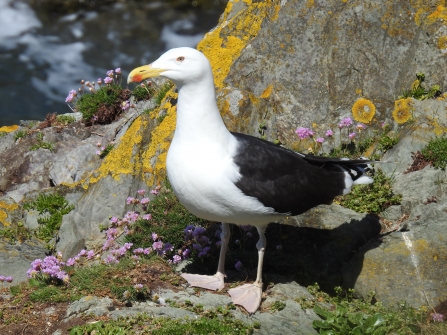 Great black-backed gull by Claire Lewis