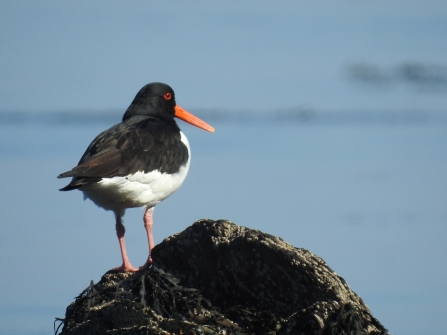 Oystercatcher from by Claire Lewis